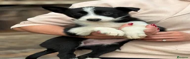 Border Collie 1