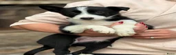 Border Collie dogs for sale: Pedigree Border collie puppies - Advert 13