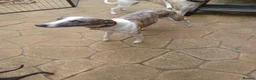 Whippet dogs for sale: Whippet Puppies - Advert 7