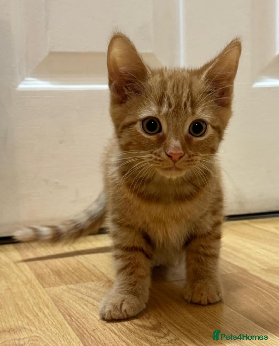 Mixed Breed cats for sale: Kittens ready to leave now  - Advert 6