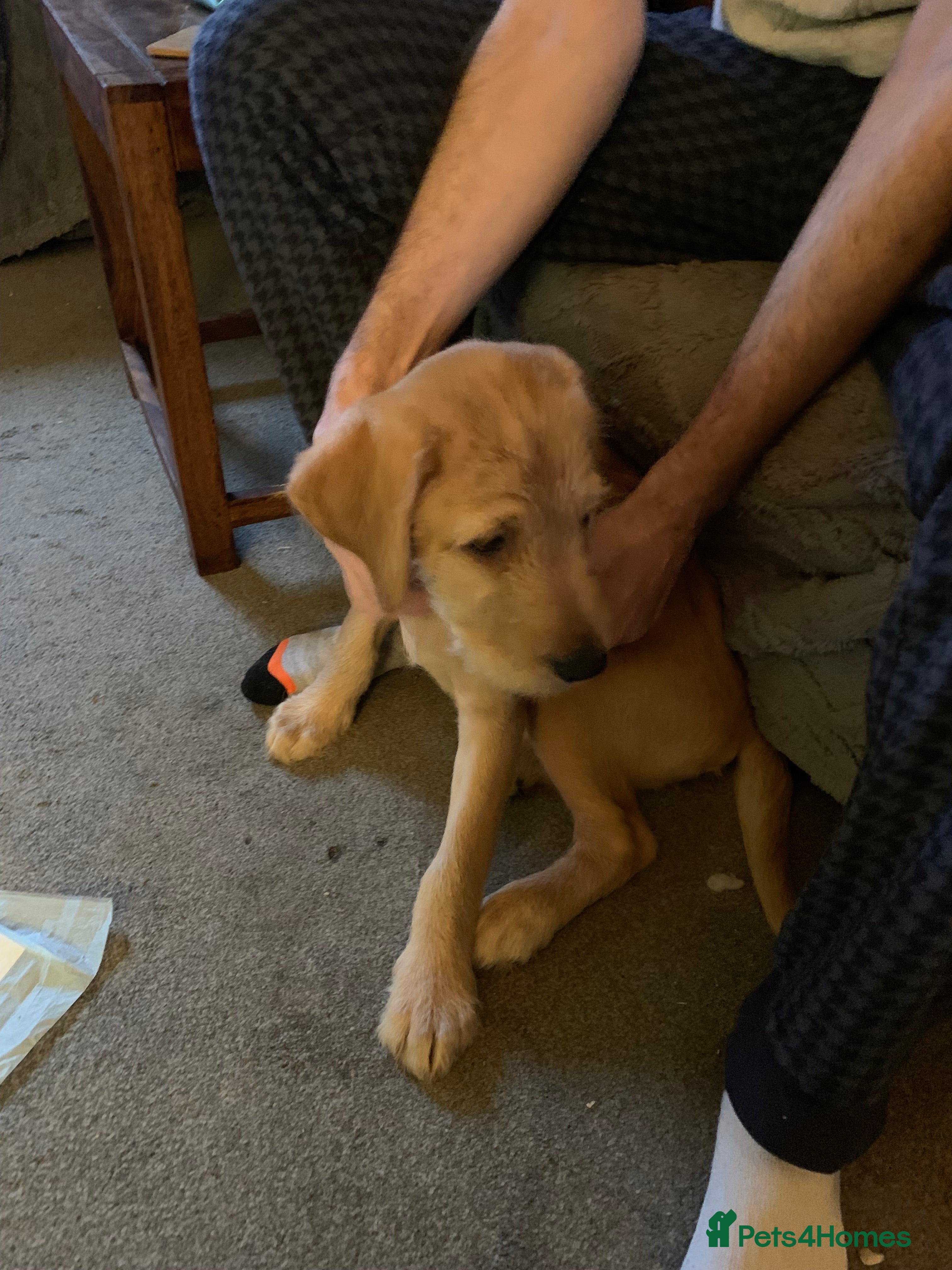 Labradoodle dogs Family labradoodle looking for a family home  - Advert 1