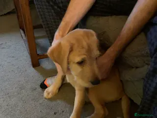 Labradoodle dogs Family labradoodle looking for a family home - Advert 1