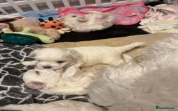 Maltese dogs for sale: Beautiful half Korean Kc reg Maltese  - Image 19