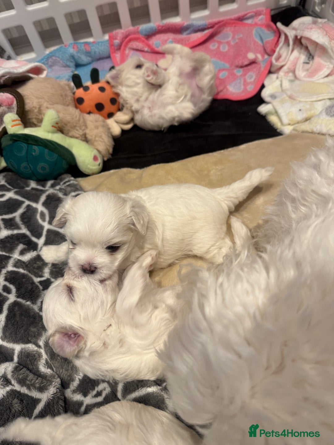 Maltese dogs for sale: Beautiful half Korean Kc reg Maltese  - Image 19