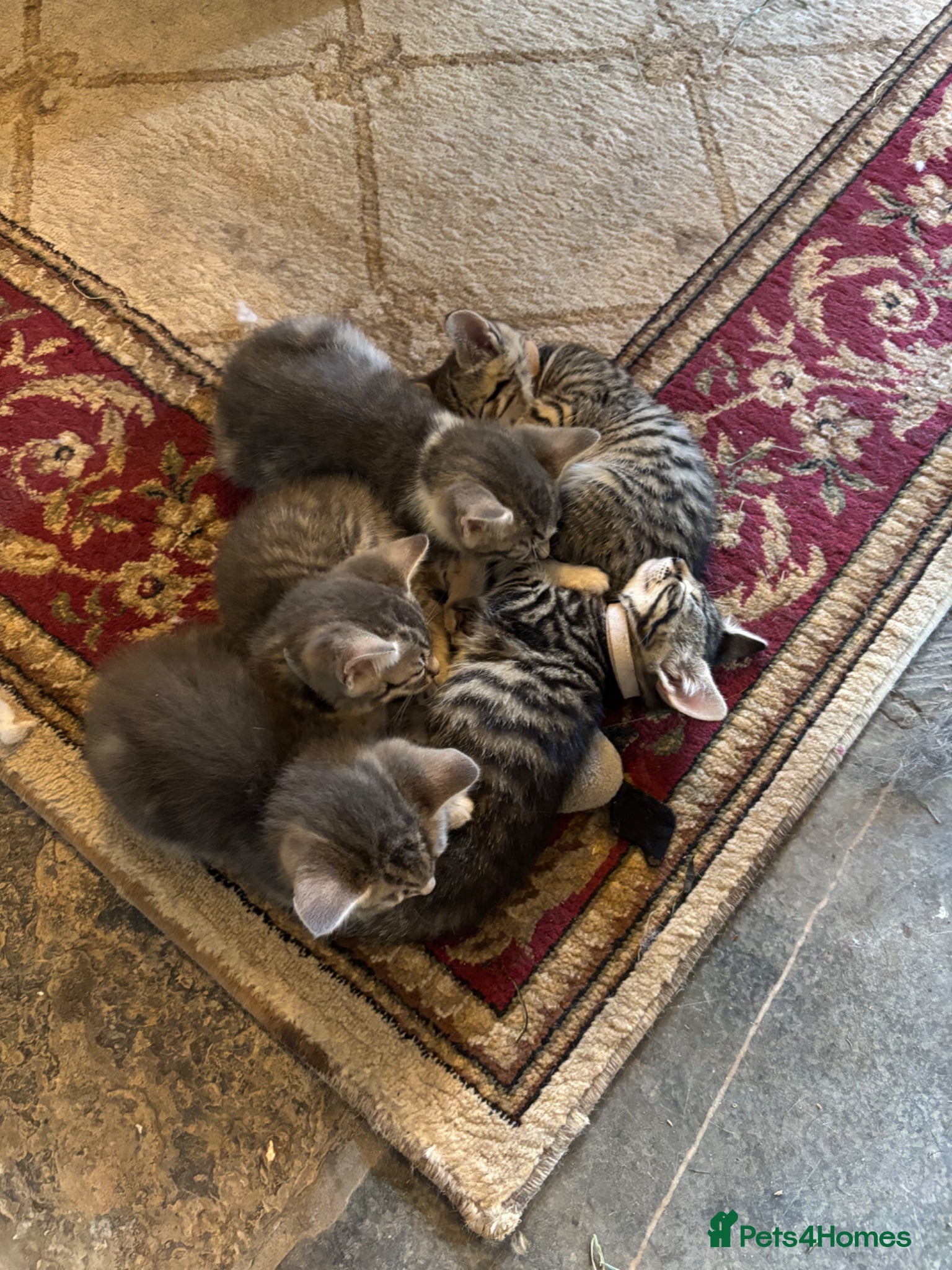 Mixed Breed cats for sale: Gorgeous Kittens Looking for 5* Forever Homes  - Advert 13