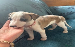 Whippet dogs for sale: 8 WHIPPET PUPPIES   - Image 29