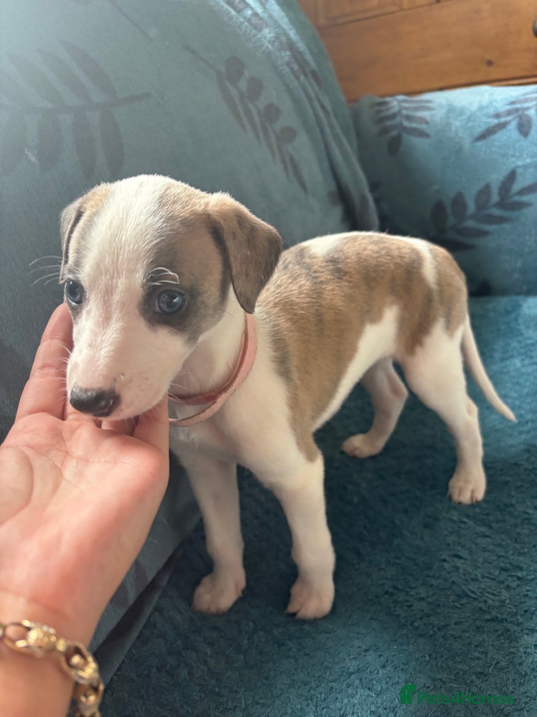 Whippet dogs for sale: 8 WHIPPET PUPPIES   - Image 29