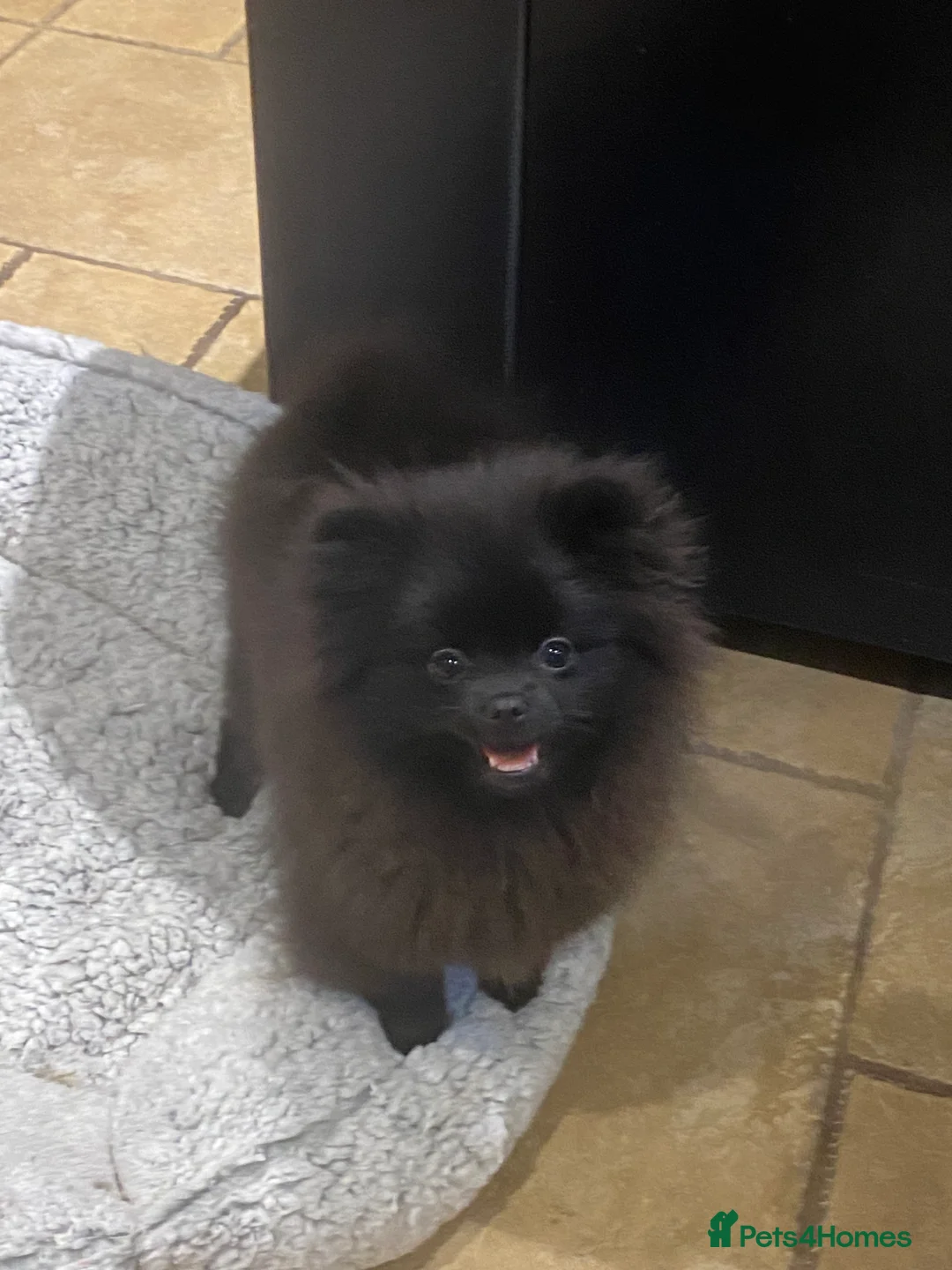 Pomeranian dogs for sale: Adorable fluffy pom puppies - Advert 23