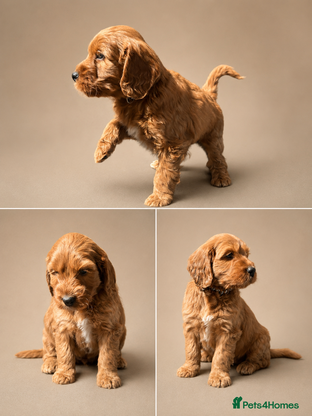 Irish Doodle dogs F1 miniature Irish doodles  - Advert 5