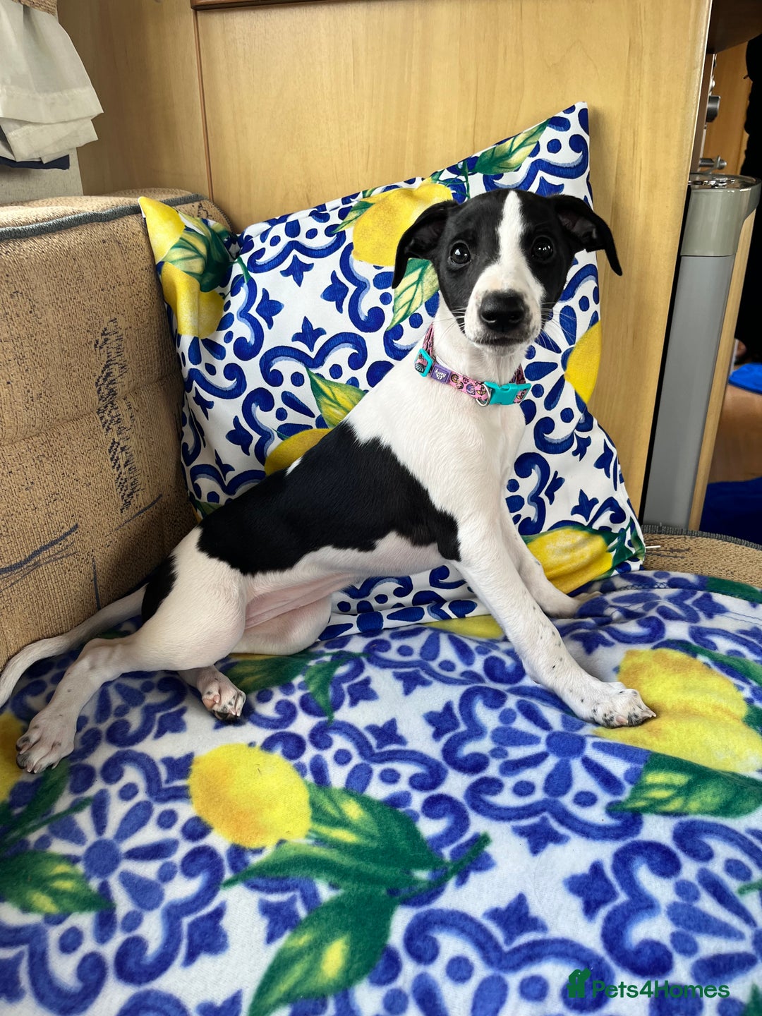 Whippet dogs for sale: Sweet Female Whippet - Advert 8