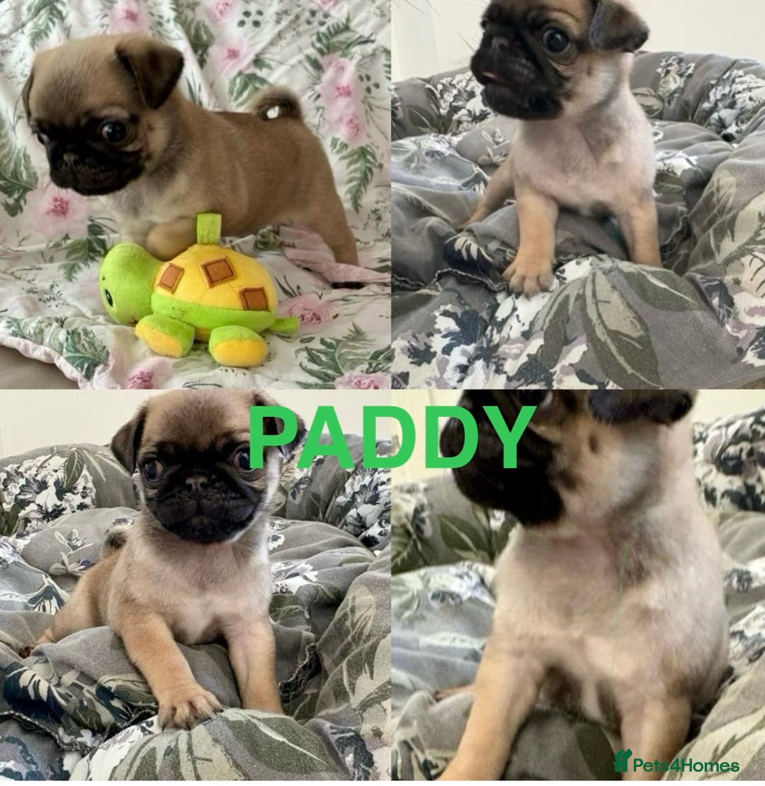 Pug dogs for sale: 🐾 💖Pugs & Kisses Available Here!🐾💖  - Image 9