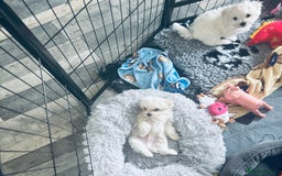 Maltese dogs for sale: Kc Maltese boys 💙💙 - Image 2