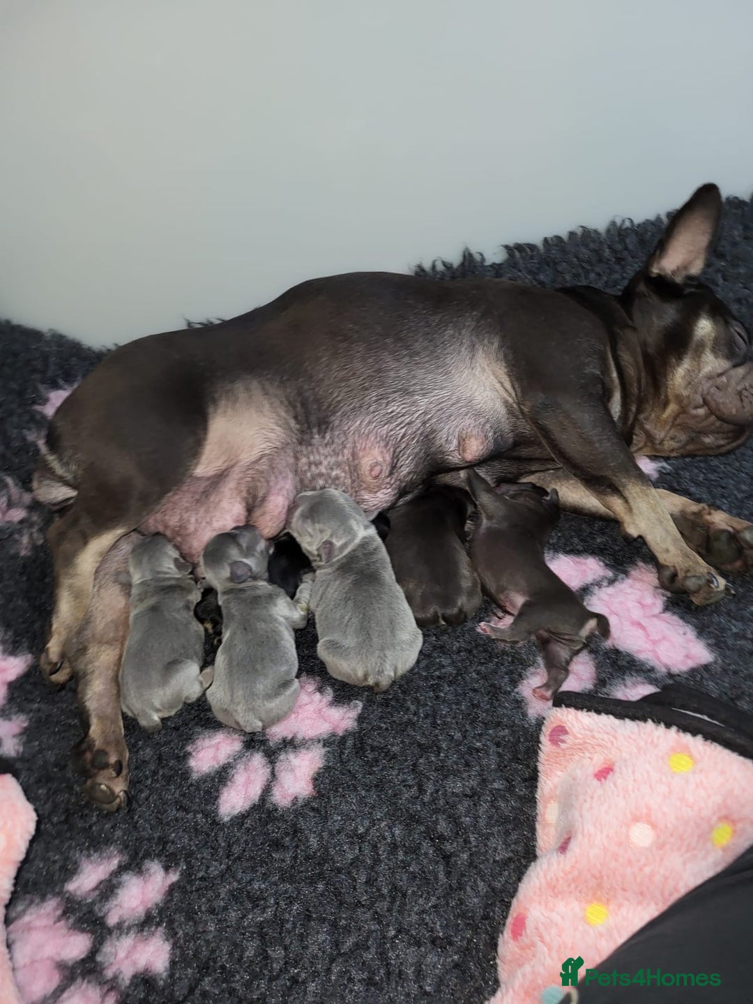 French Bulldog dogs for sale: Male Frenchie pup - Advert 2