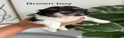 Mixed Breed dogs for sale: Gorgeous Malshi puppies in Scunthorpe - Advert 2