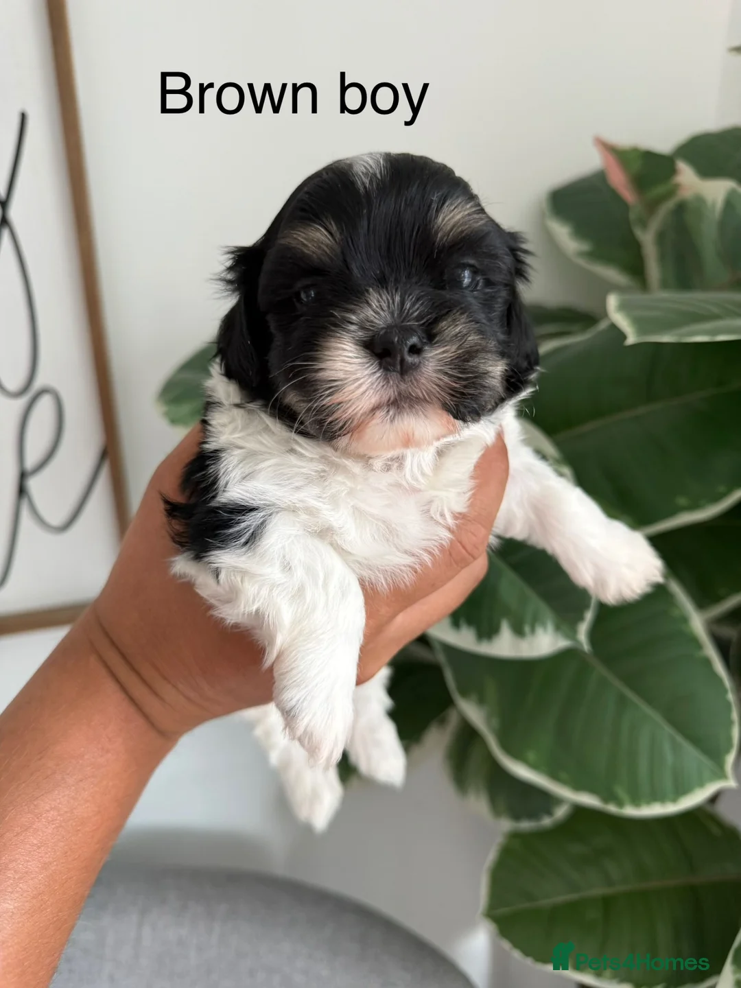 Mixed Breed dogs for sale: Gorgeous Malshi puppies in Scunthorpe - Advert 2