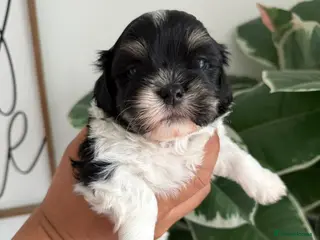 Mixed Breed dogs Gorgeous Malshi puppies - Advert 12
