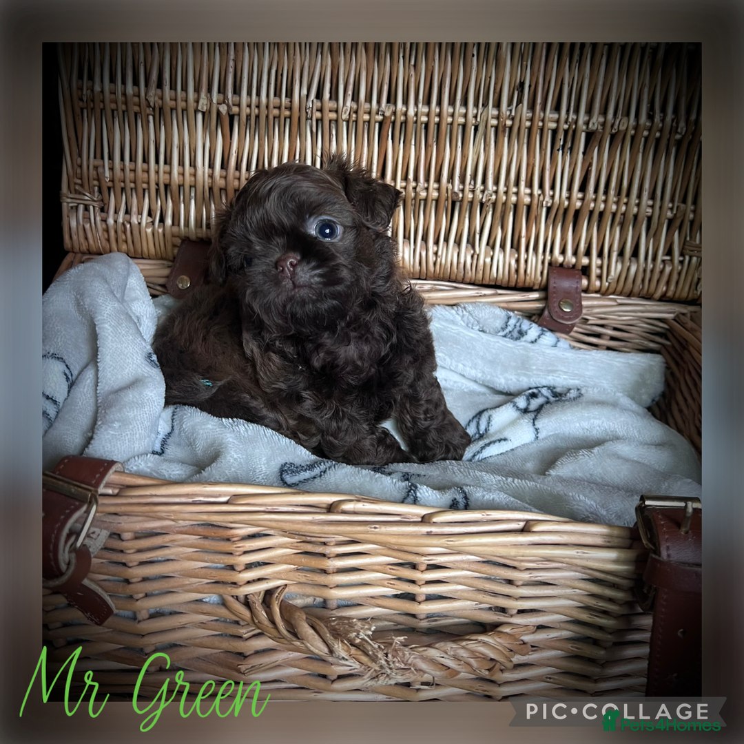 Shih Tzu dogs for sale: Stunning KC chocolate imperial Shihtzu puppies - Image 24