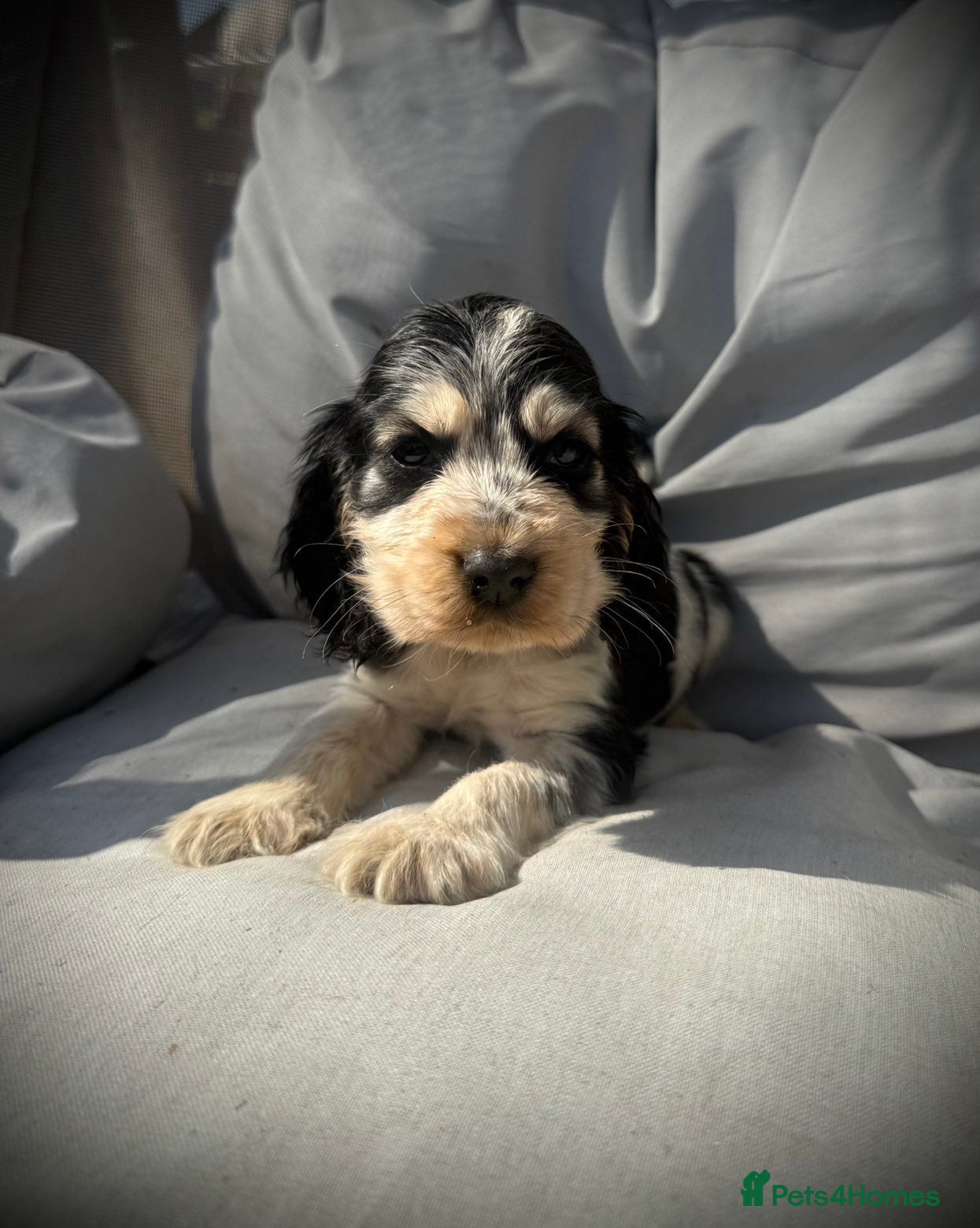 Cocker Spaniel dogs Ready To Leave Now Show Cocker Spaniels!  - Advert 1