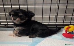 Mixed Breed dogs for sale: Tini Malchi puppies  - Image 11