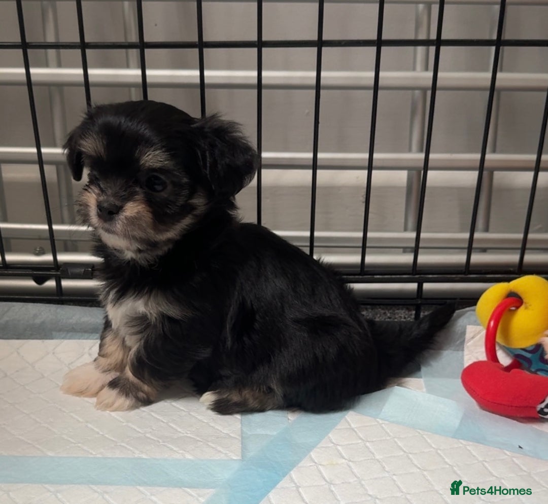 Mixed Breed dogs for sale: Tini Malchi puppies  - Image 11