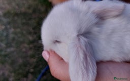 Mini Lop rabbits for sale: 💕Gorgeous purebred mini lops 💕 - Image 13