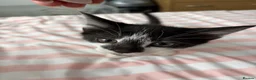 Mixed Breed cats for sale: 2 Male and 2Female kittens  in Hayes - Advert 16
