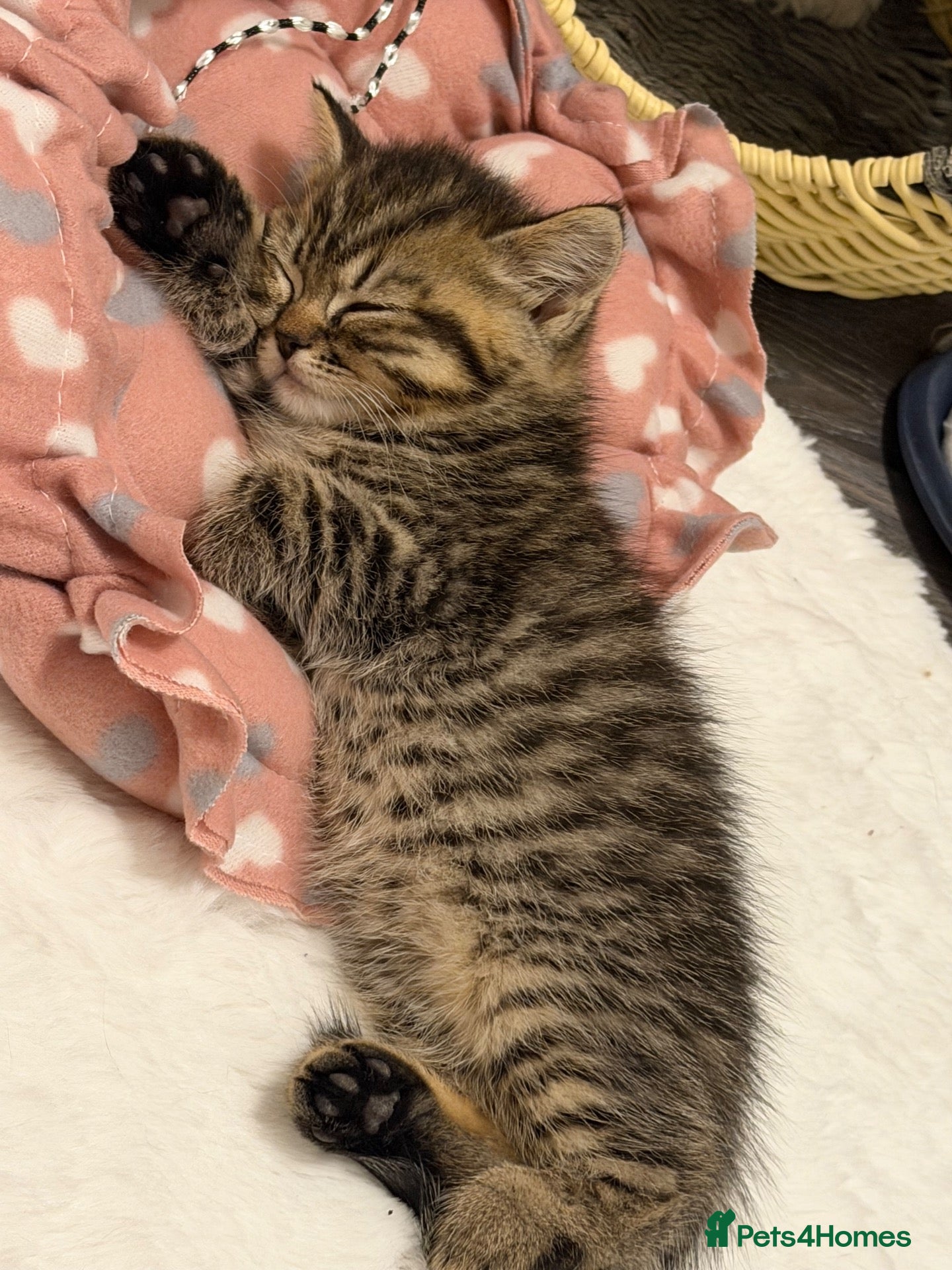 British Shorthair cats BSH chinchila Tica registered 💝💝🌟🌟🌟🌟🥇🥇🥇🥇 - Advert 1