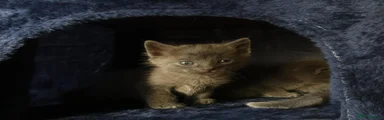 Russian Blue 1