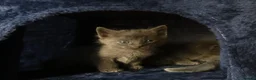 Russian Blue cats for sale: Pure Russian Blue kittens - Advert 6