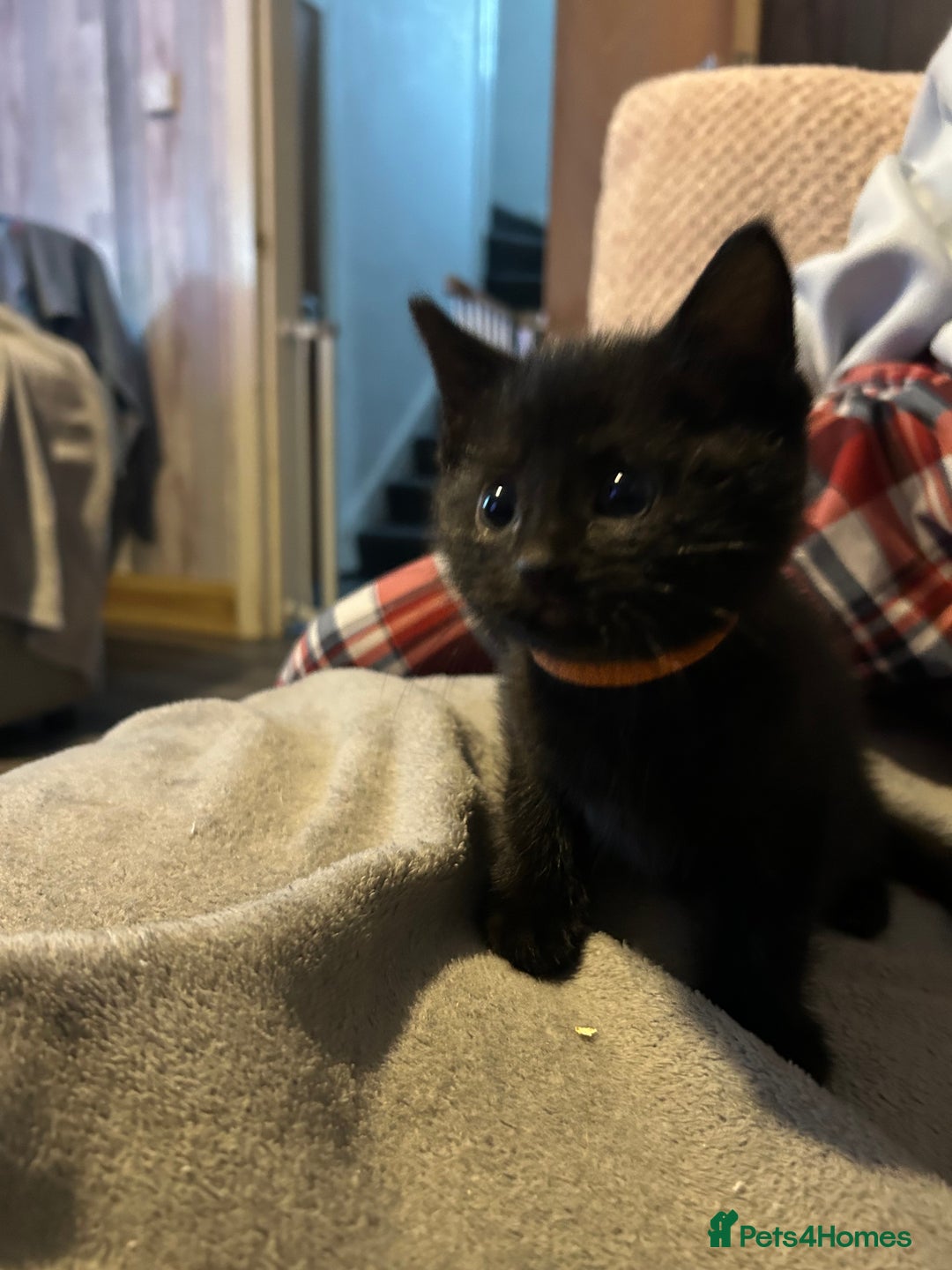 British Shorthair cats for sale: 2 kittens available again - Advert 3