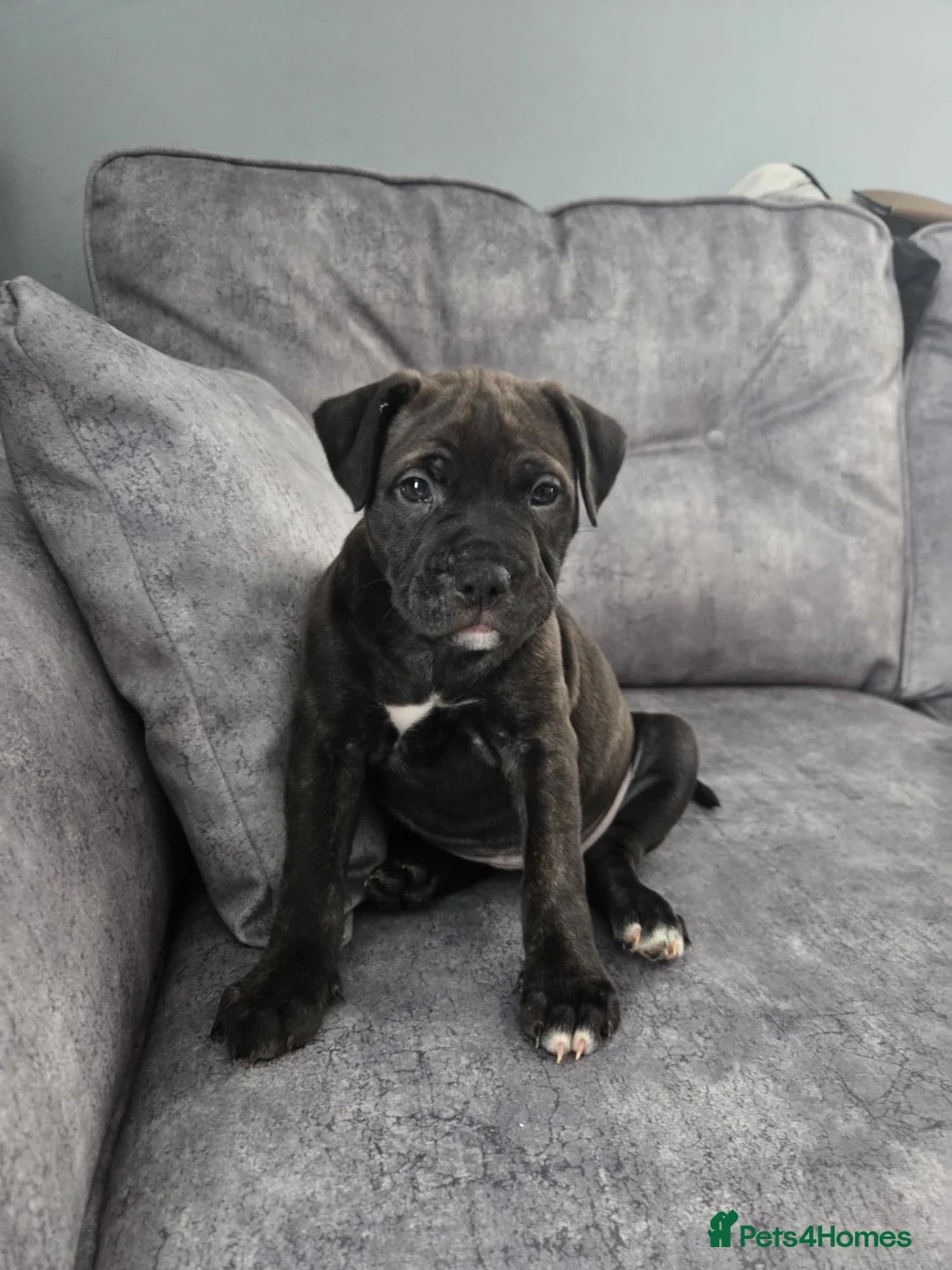 Mixed Breed dogs for sale: Female Staffy X Alapaha Blue Blood Bulldog Pups - Advert 27
