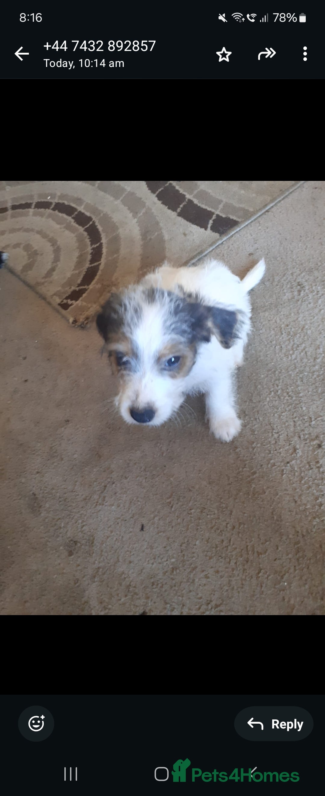 Jack Russell dogs for sale: 12 week old jack Russel - Image 3