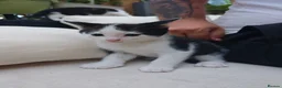 Mixed Breed cats for sale: Black/ Black& White Kittens - Advert 5