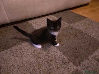 Mixed Breed cats - Advert 2