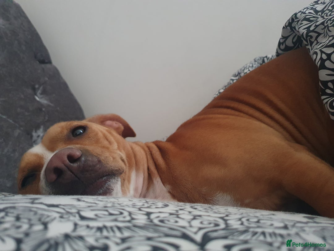 Staffordshire Bull Terrier dogs for sale: 5 year old Staffy  - Image 2