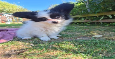 Papillon dogs - Advert 5