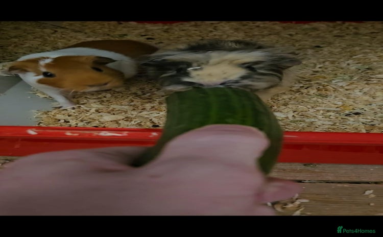 Guinea Pig rodents - Advert 13