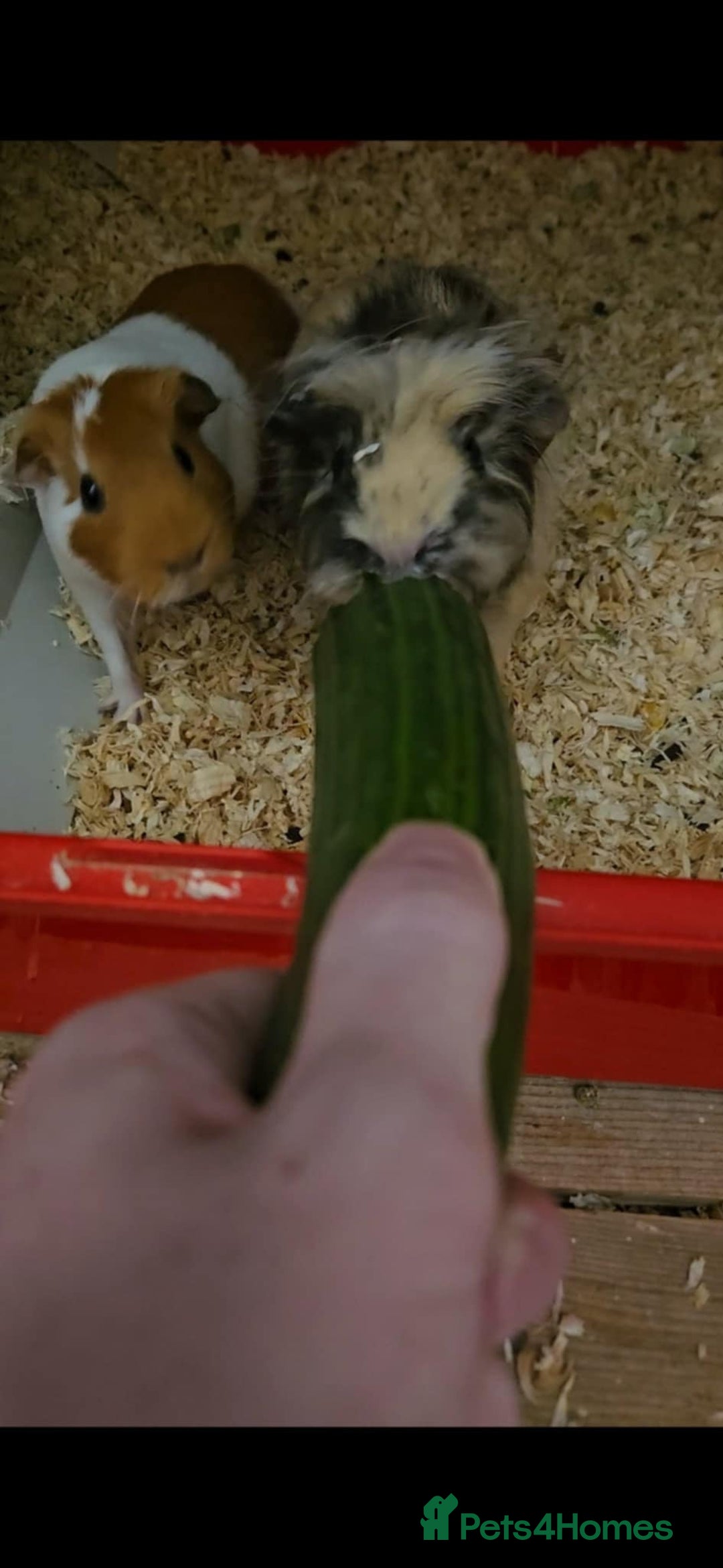 Guinea Pig rodents for sale: Gorgeous Guinea girls to a good home - Image 1