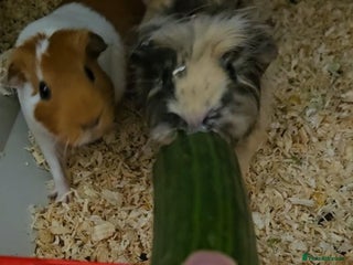 Guinea Pig rodents - Advert 8