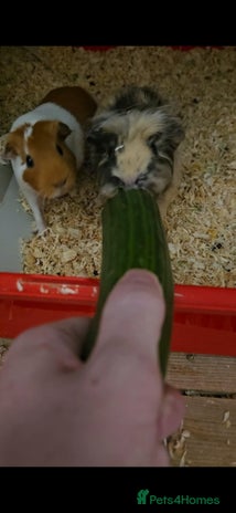 Guinea Pig rodents - Advert 9