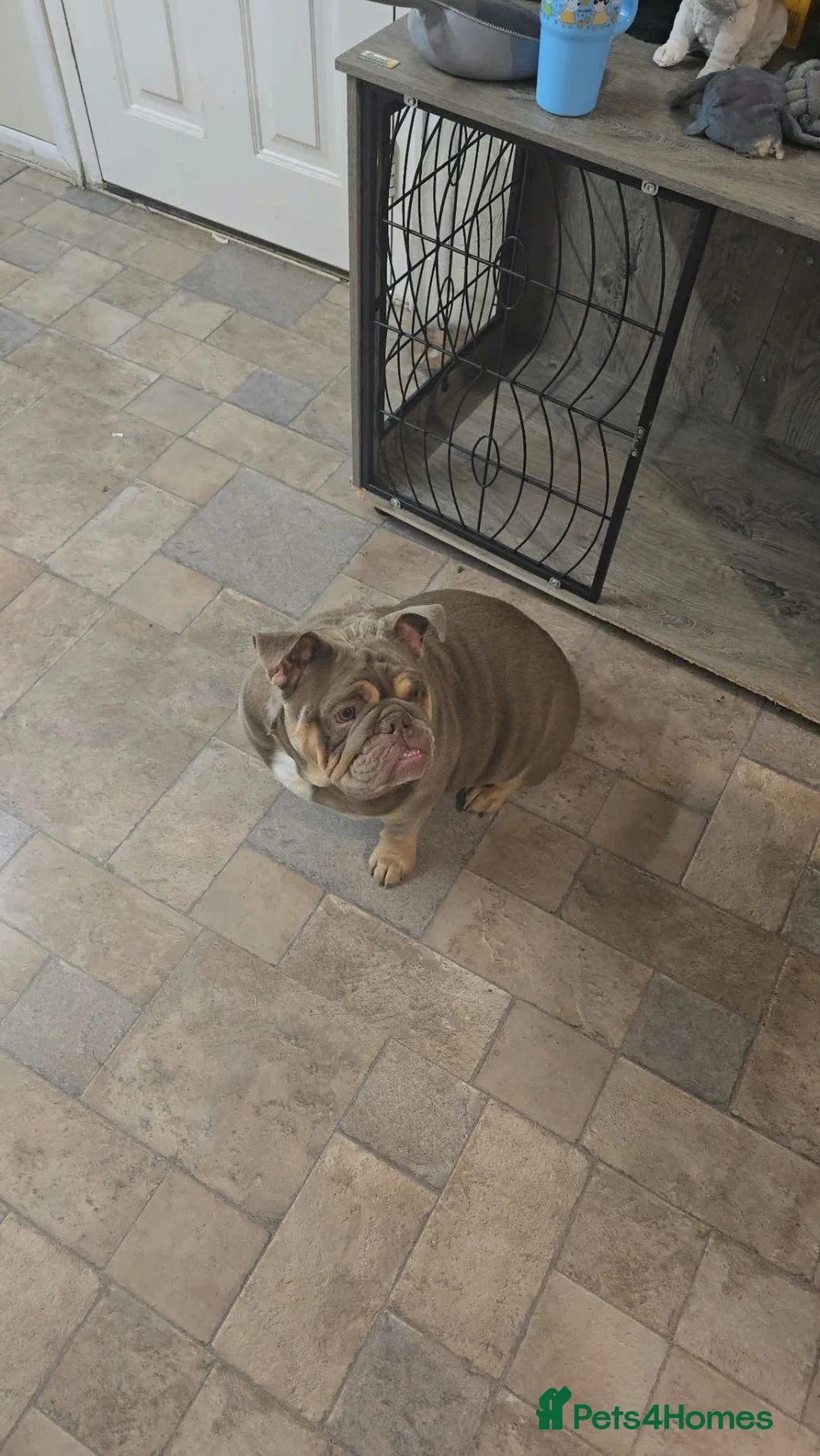 English Bulldog dogs for sale: English bulldog 12month female - Advert 2
