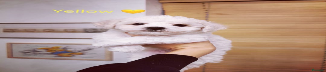 Bichon Frise Puppy Yellow 