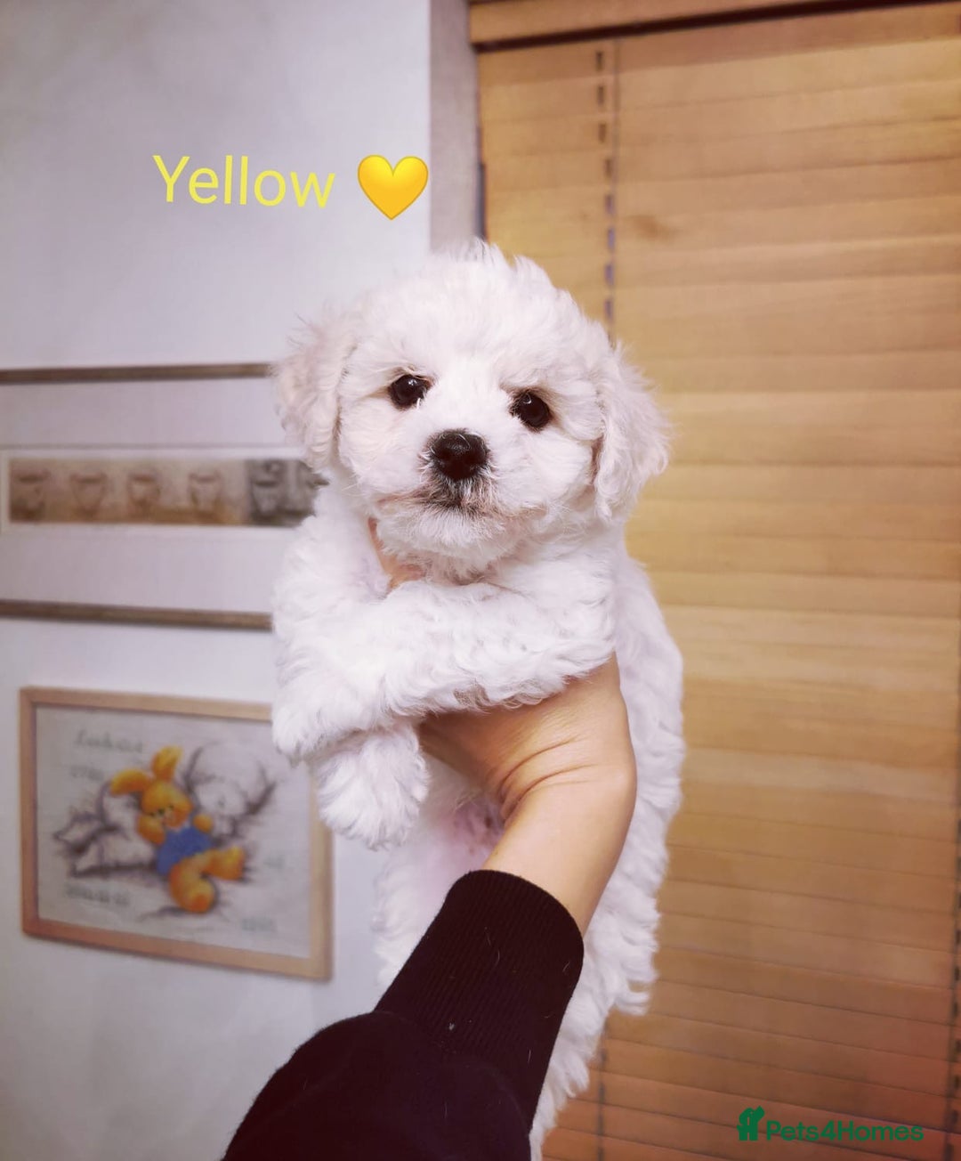 Bichon Frise dogs for sale: 🐶 Pure Bichon Frise Puppies for Sale! 🐶 - Image 2