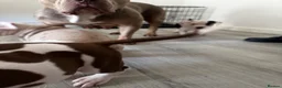American Bulldog dogs for sale: Puppies for sale  - Advert 5