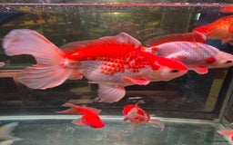 Fancy Goldfish fish for sale: Thai pleated goldfish - Image 1