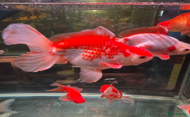 Fancy Goldfish fish - Advert 1