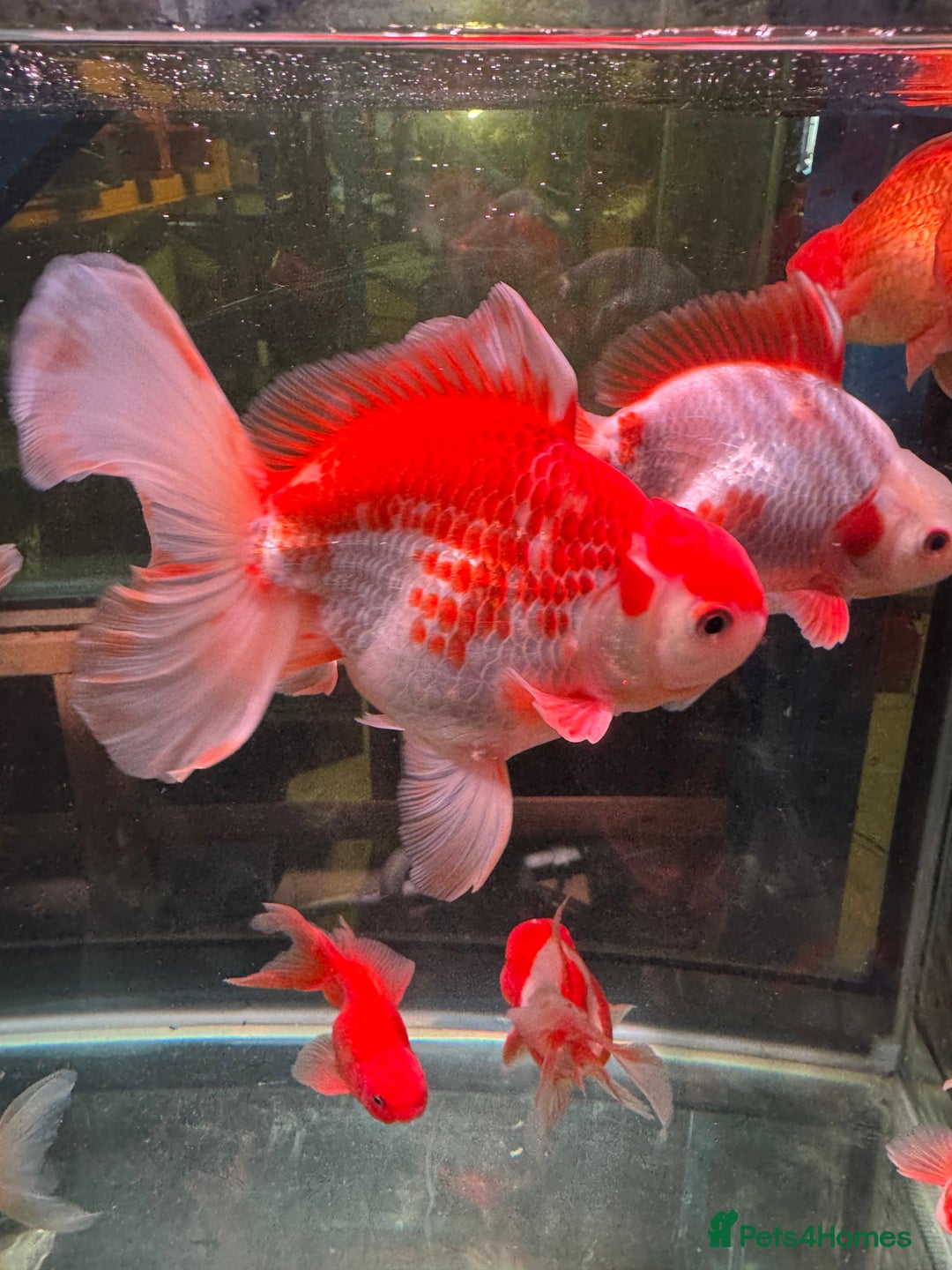 Fancy Goldfish fish for sale: Thai pleated goldfish - Image 1