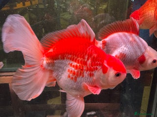 Fancy Goldfish fish - Advert 2
