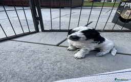 Mixed Breed dogs for sale: Cockapoo x Maltese (Maltipoo) - Image 2