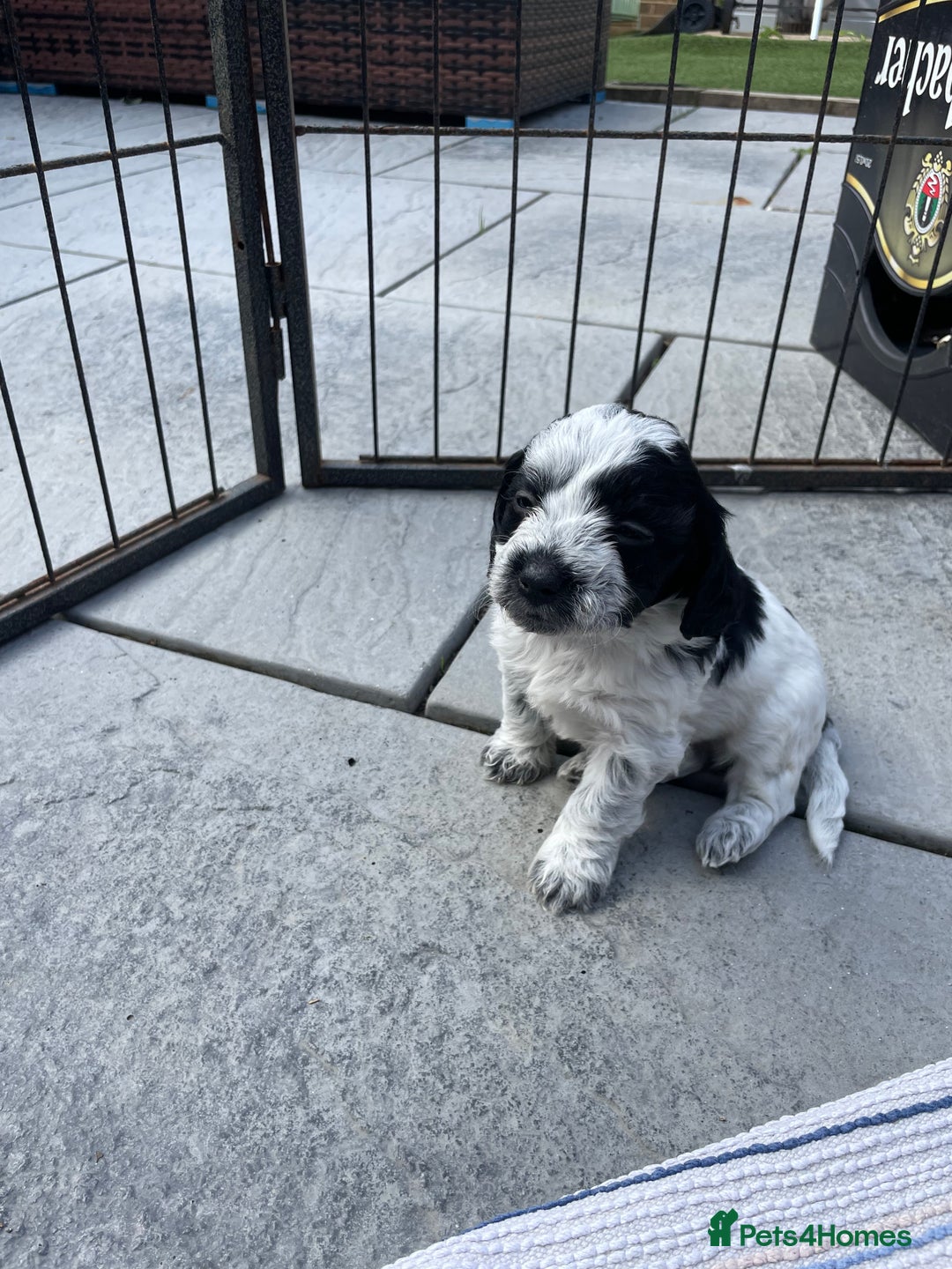 Mixed Breed dogs for sale: Cockapoo x Maltese (Maltipoo) - Image 2